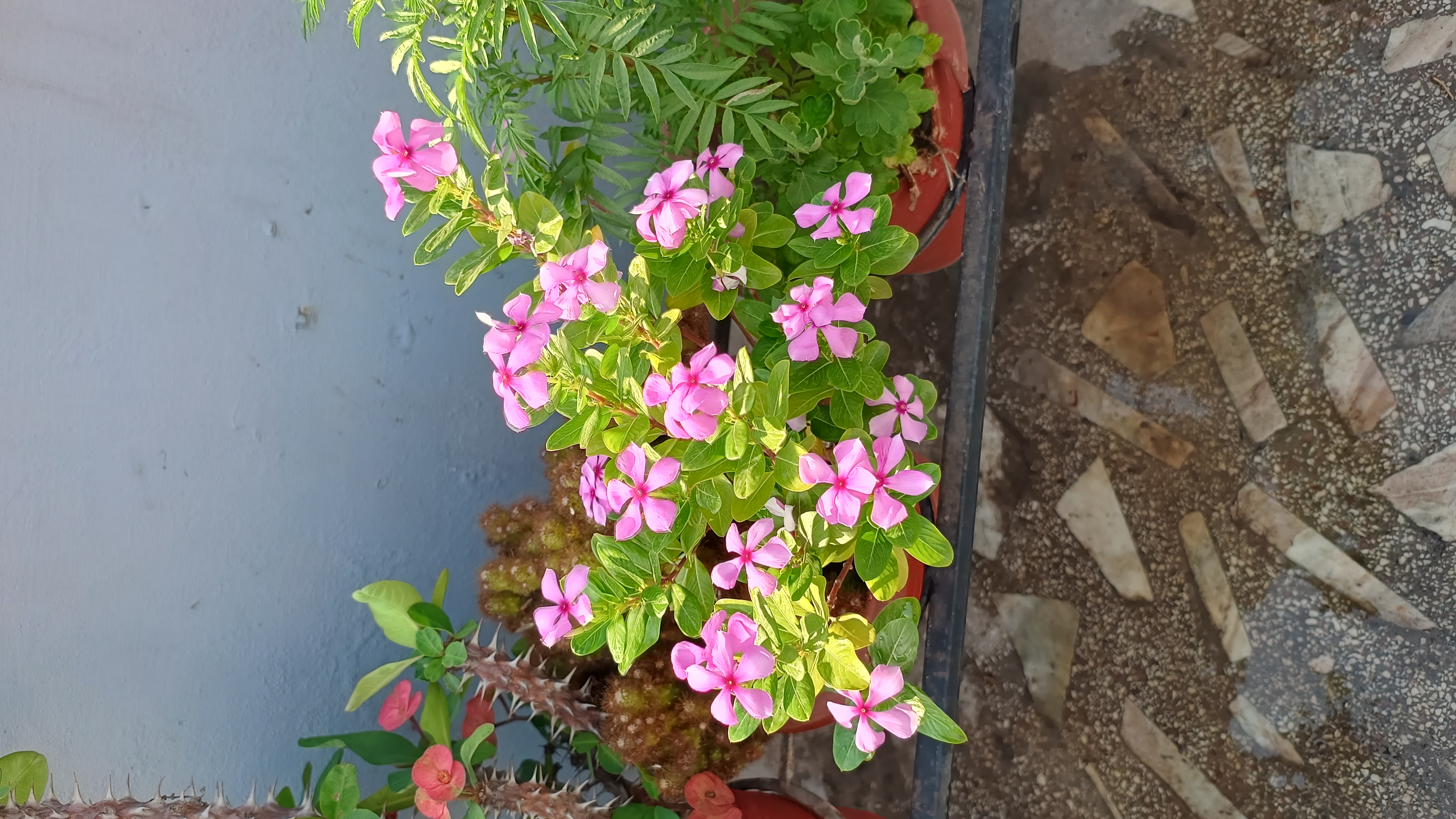 IMG_20250425_081204860_HDR