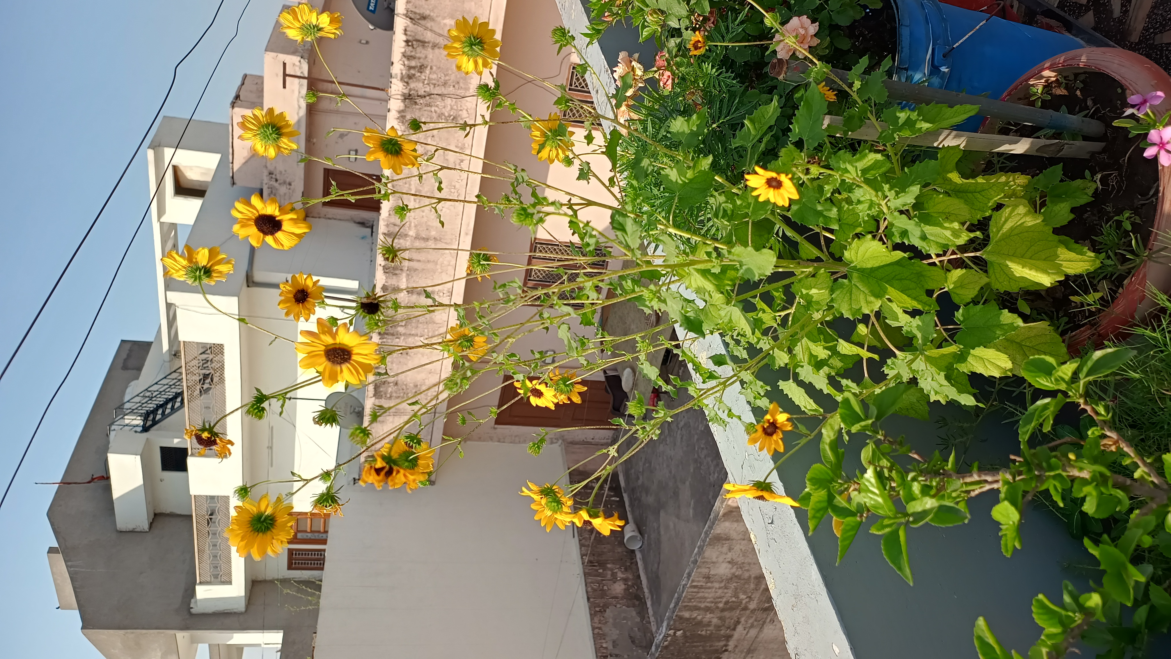 IMG_20250425_081300927_HDR